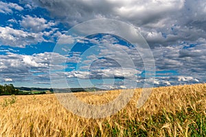 Field of wheat, the land of Bavaria.