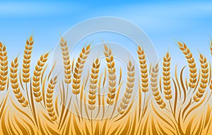 Field of wheat landscape background