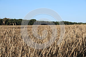 Field of wheat landscape. Natural fiel with spikelets Close up view. Beautiful summer nature background.