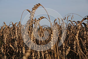 Field of wheat landscape. Natural fiel with spikelets Close up view. Rural summer nature background.