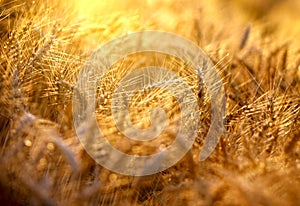 Field of wheat in the late afternoon