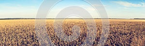 Field of wheat lit by the morning sun