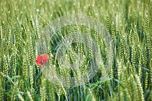 Field of wheat with a lone poppy