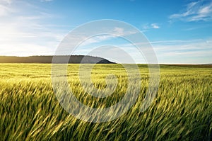 Field of wheat in the morning.