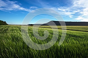 Field of wheat in the morning.