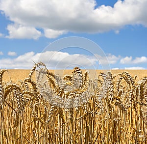 Field wheat in period harvest on a background of blue sky with clouds