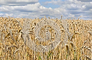 Field wheat in period harvest on a background of blue sky with clouds