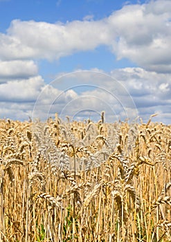 Field wheat in period harvest on a background of blue sky with clouds