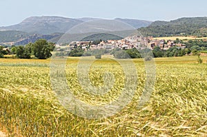 Field of wheat with picturesque village at background