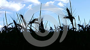 Field of wheat plant silhouette in farmland against blue sky