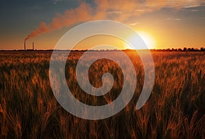 Field of wheat and power station against sunset