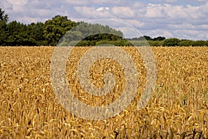 Field of wheat ready for harvest