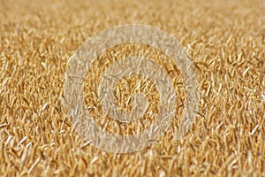 Field of wheat ready to be harvested. Selective focus