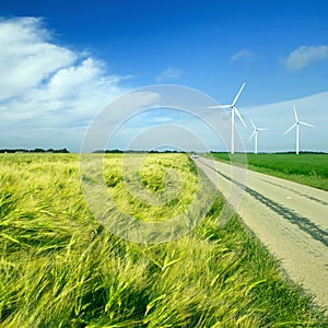 The field of wheat and rural road