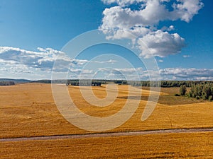Field of wheat russland