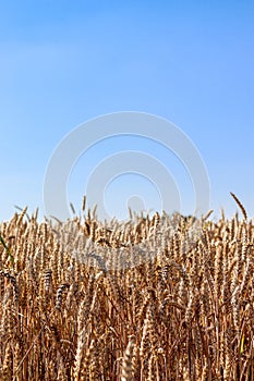 Field of wheat, rye, grain. Golden spikelets close-up. Ukrainian landscape. Blue sky, yellow field. Postcard, photo