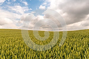 Field of wheat with sky