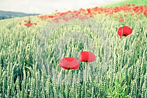 Field of Wheat spikes and beautiful blossoming poppies in Switzerland.