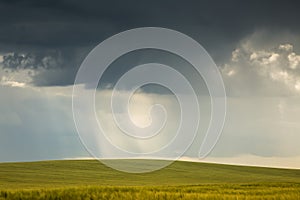 Field of wheat and stormy clouds