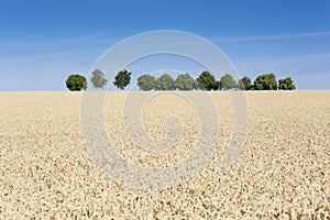 Field of wheat in summer