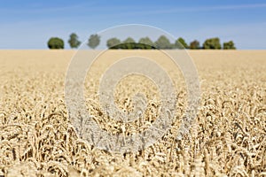 Field of wheat in summer