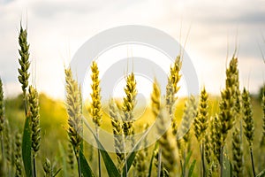 Field of wheat in the sunrays. Ear of grain.
