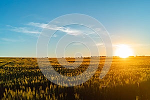 Field wheat sunset russia sky expanse nature