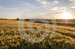 Field of wheat at sunset sky