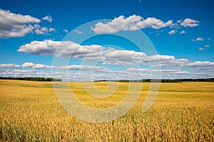 A field of wheat to the horizon. Idyllic summer rural landscape under blue sky with clouds