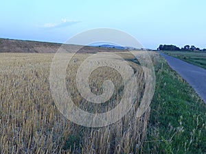 Field of wheat toward evening in Toscana in Italy.