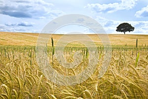 Field of Wheat and Tree On The Horizon