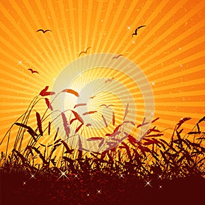 Field of wheat, vector