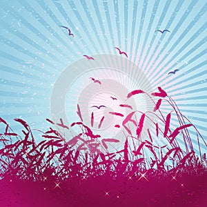 Field of wheat, vector