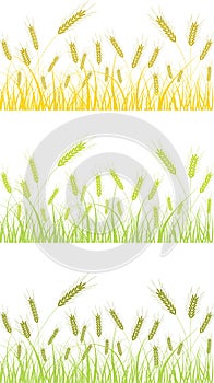 Field of wheat vector