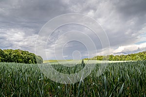 A field of wheat and a view of dark clouds on a hilly landscape before sunset in the distance you can see the rain