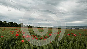 A field of wheat among which the flowers of poppies are pricked in the wind and clouds pass by