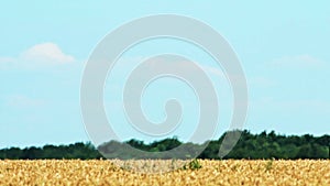 Field of wheats agriculture and harvester