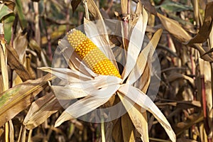 field where corn is grown