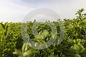 field where livestock feed is grown