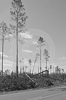 Uragano danneggiato alberi 