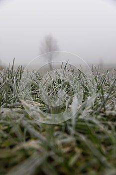 a field where wheat is grown in early spring during frosts