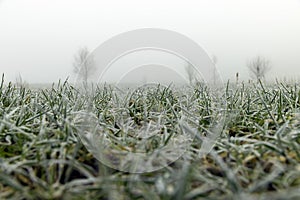 a field where wheat is grown in early spring during frosts