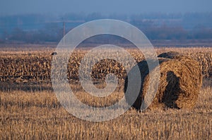 Field of whey and a bale of straws