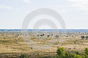 A field in which nothing grows except trees photo