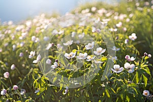 Field of white anemones. Wild northern anemones flowers blooming in spring or summer season in Yakutia, Siberia