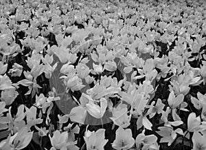 A field of white and black tulips blooming