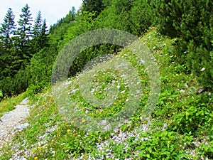 Field of white blooming daisy flowers