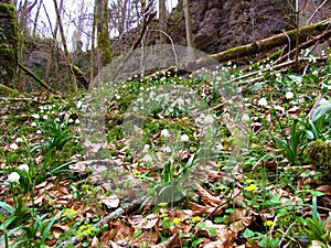 Field of white blooming spring snowflake (Leucojum vernum) flowers