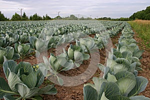 Field of white cabbage