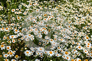 Field white chamomiles flowers closeup.